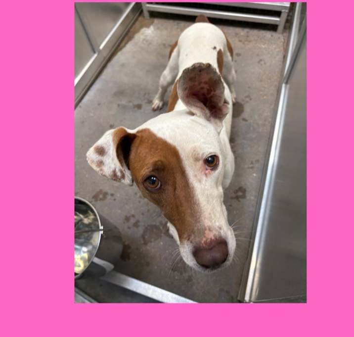 Photo of Dog Kennel #27