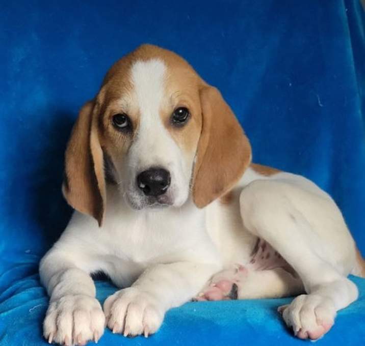 Photo of Scooter