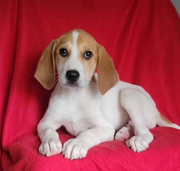 Photo of Henrietta
