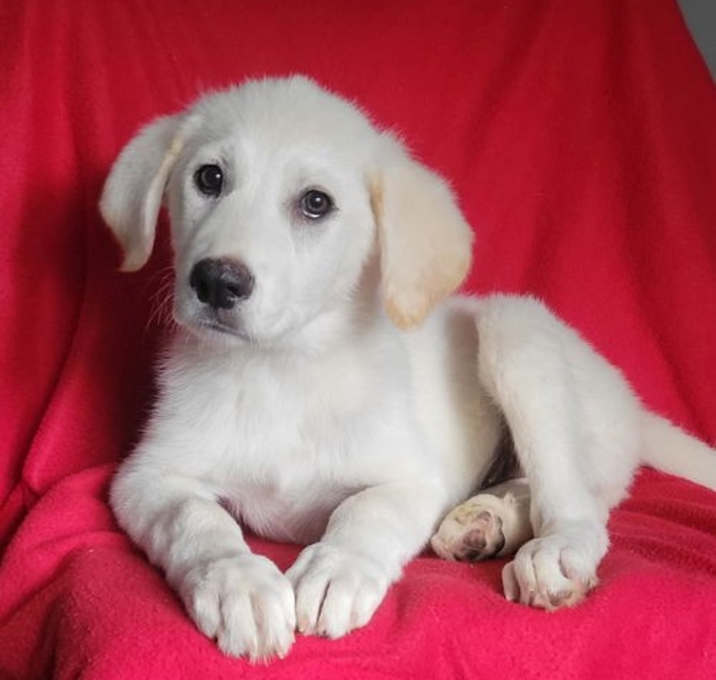Photo of Fluffernutter