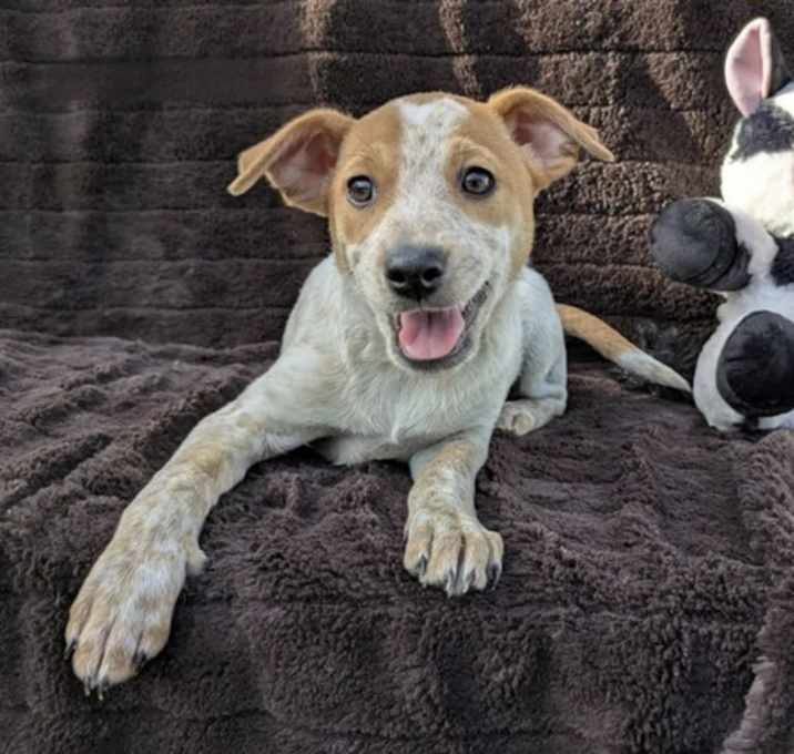 Photo of Zebu