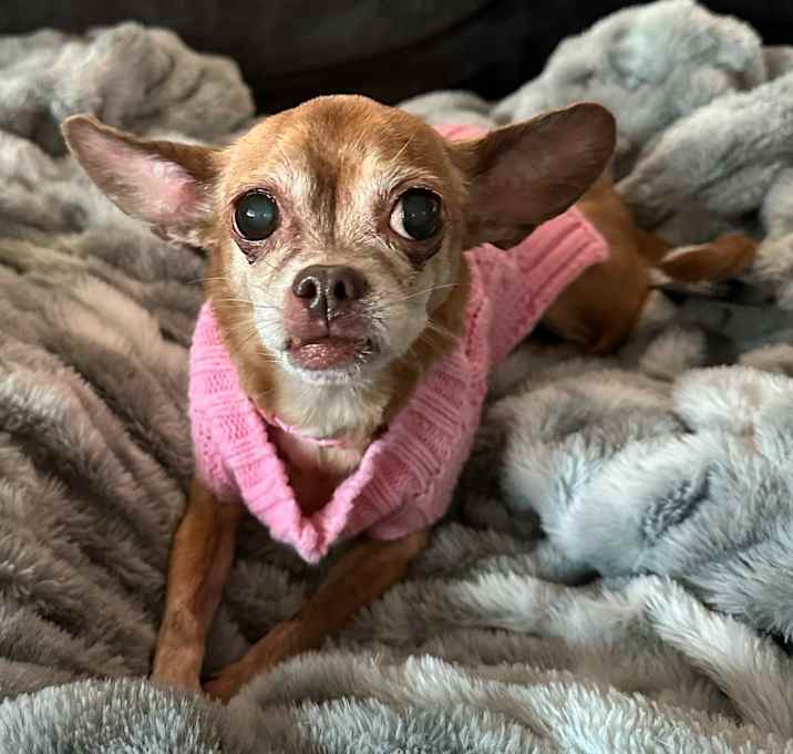 Photo of Cici
