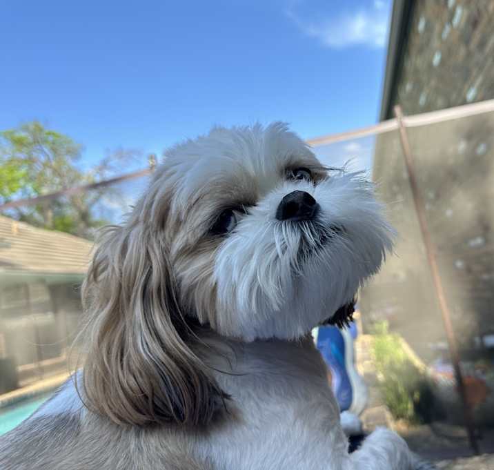 Photo of Schnitzel
