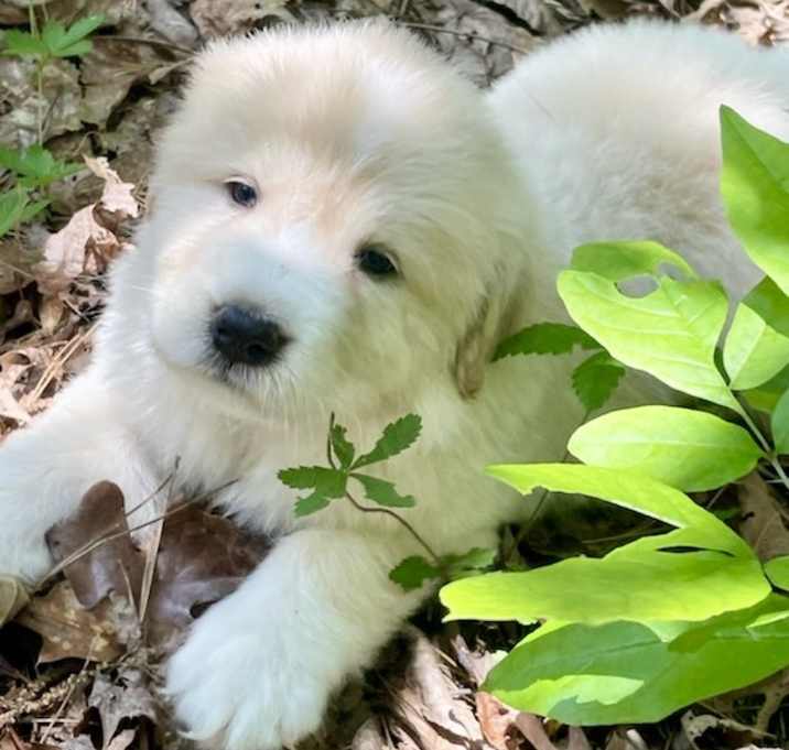 Photo of POOH  sm