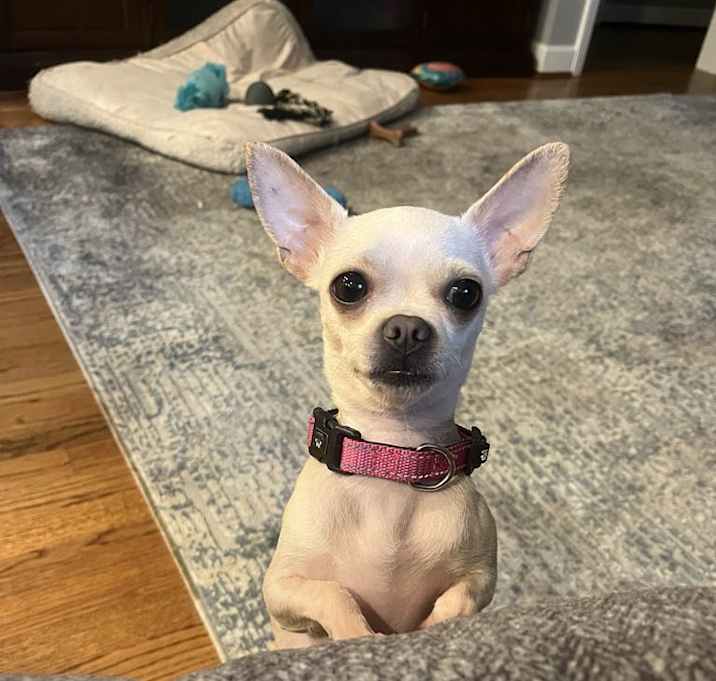 Photo of Bella *Foster to Adopt*