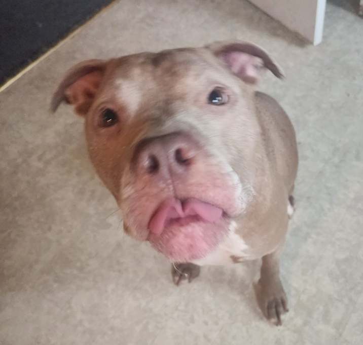 Photo of Piper