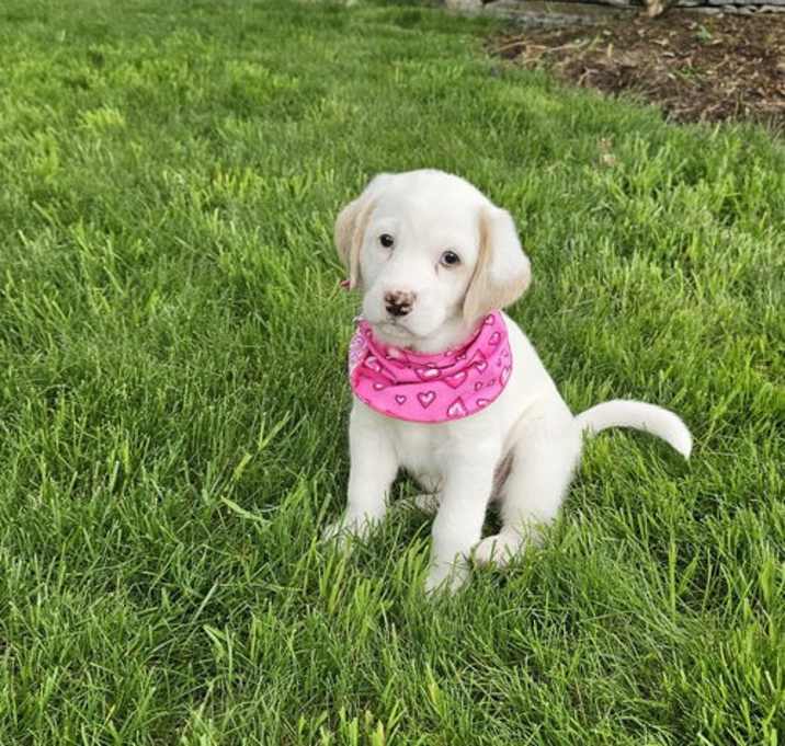 Photo of Cassie pup available 6/4