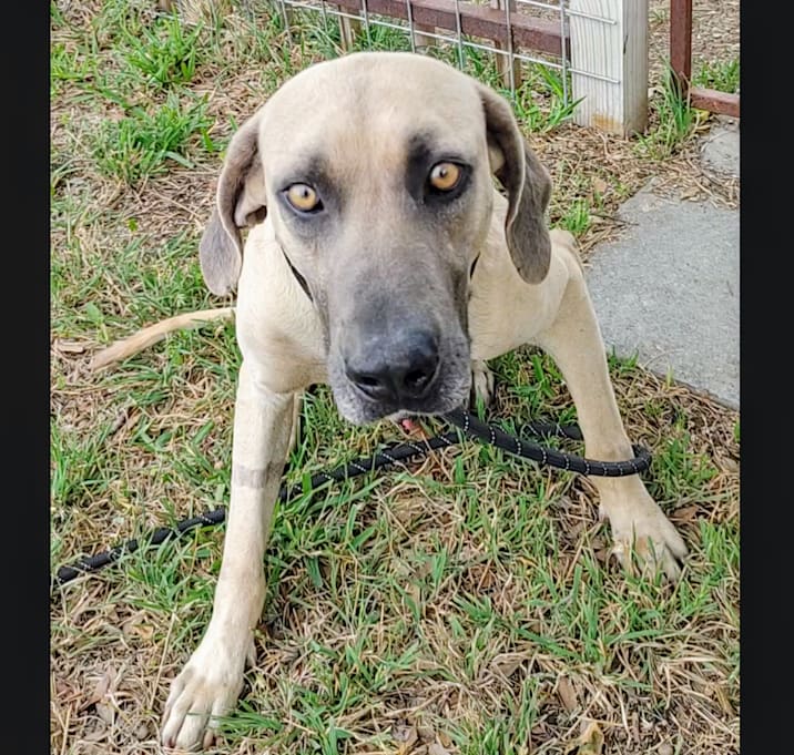 Photo of Boone