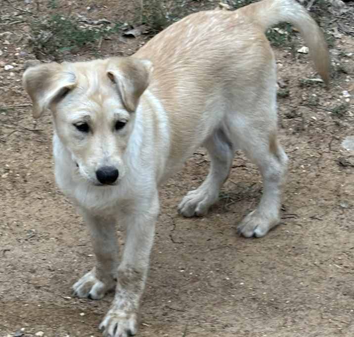 Photo of Sumi