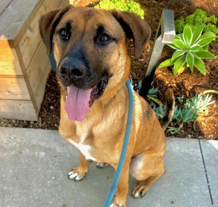 Photo of Daisy the Shepherd