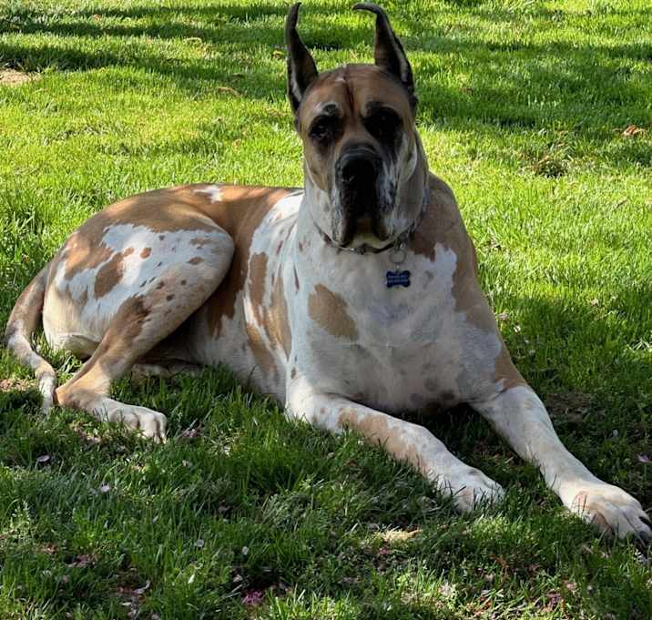 Photo of Loki