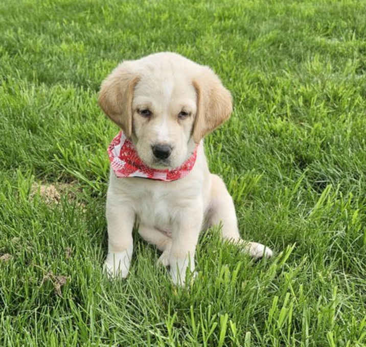 Photo of Stryker available 6/4