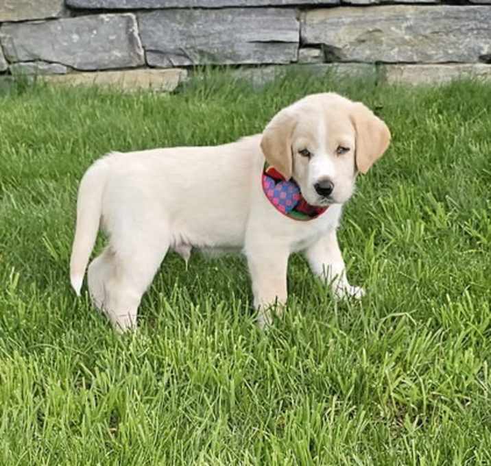 Photo of Chubbs available 6/4
