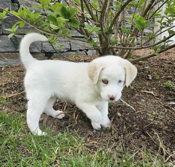 Photo of Paisley available 6/4