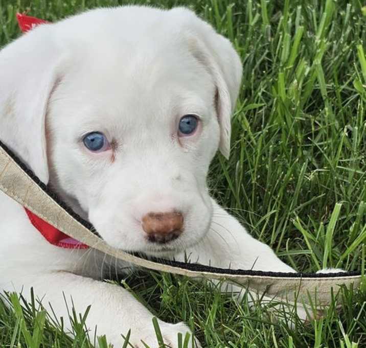 Photo of Phoebe available  6/4