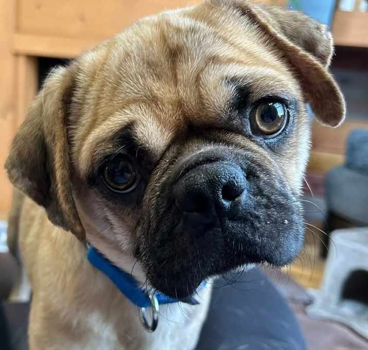 Photo of SIMON