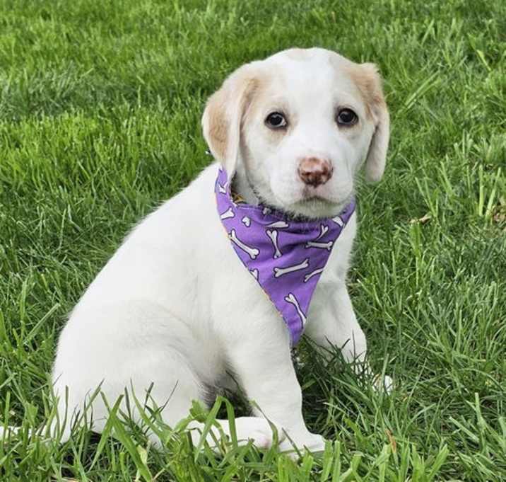 Photo of Scout available 6/4