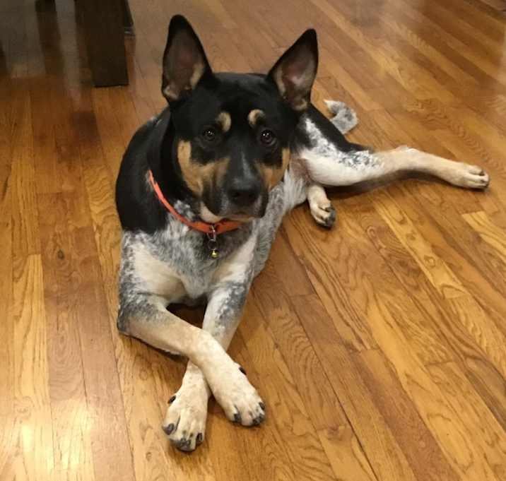 Photo of Chance