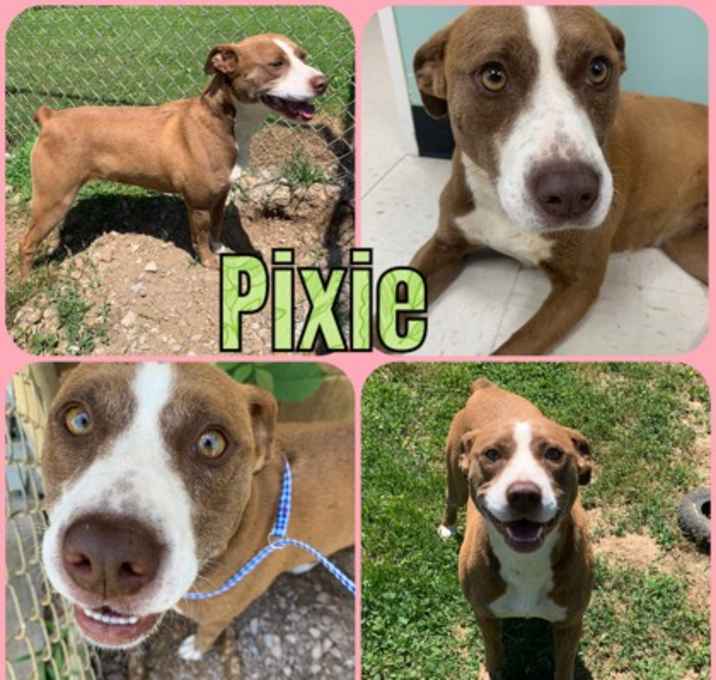 Photo of Pixie