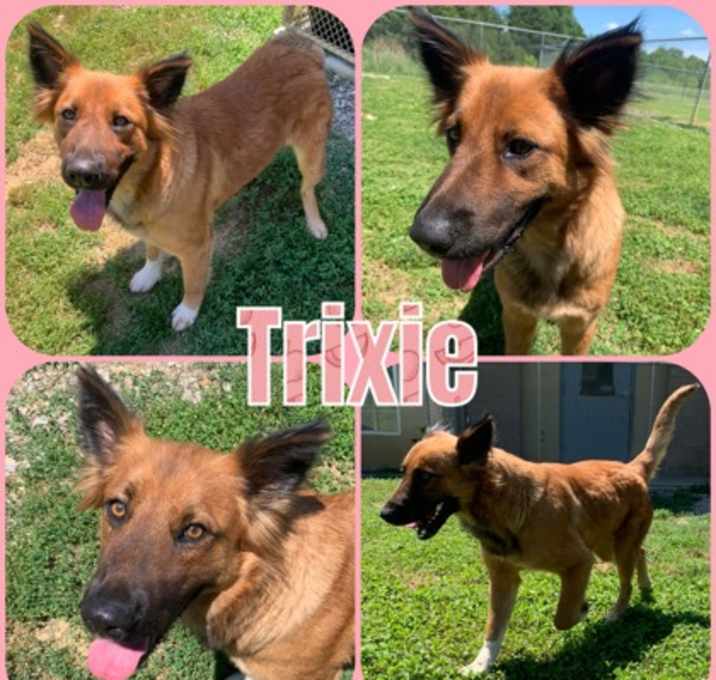 Photo of Trixie