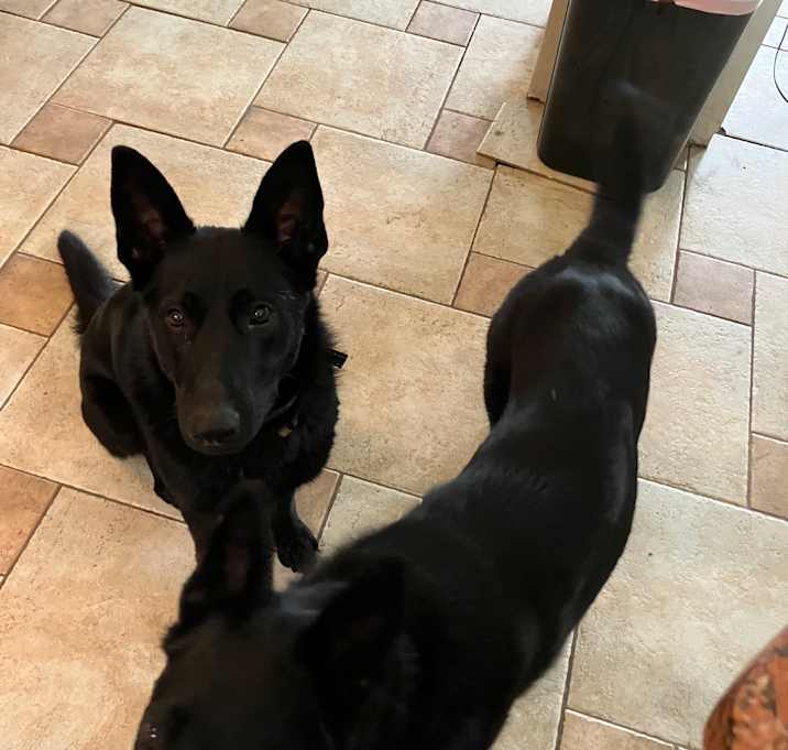 Photo of Sheba and Shadow