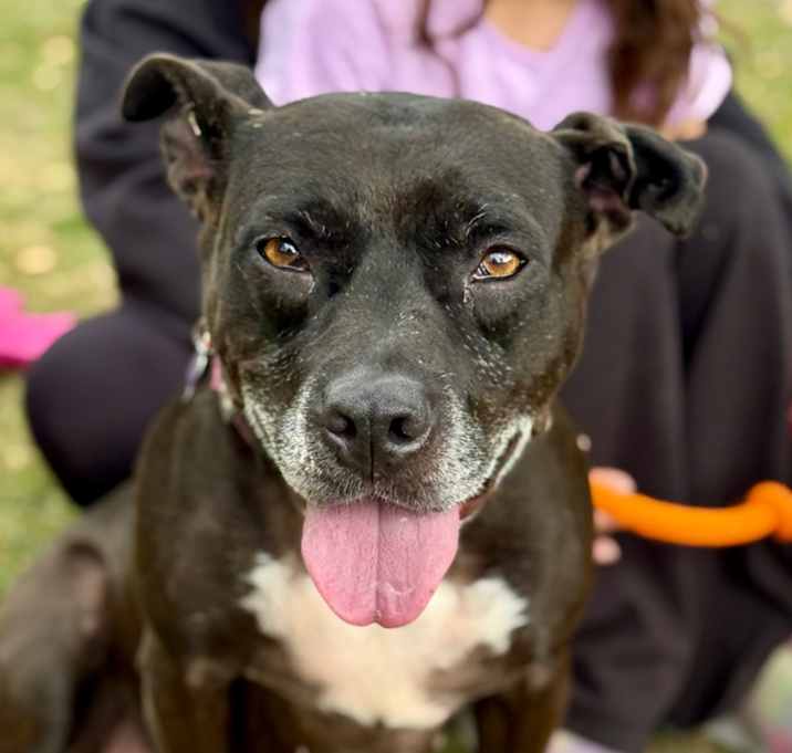 Photo of Sugar C000-136- Chino Hills Location