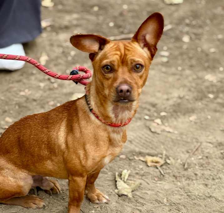 Photo of Sancho C000-212- Chino Hills Location