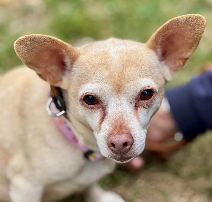 Photo of Dora(828)- Chino Hills Location