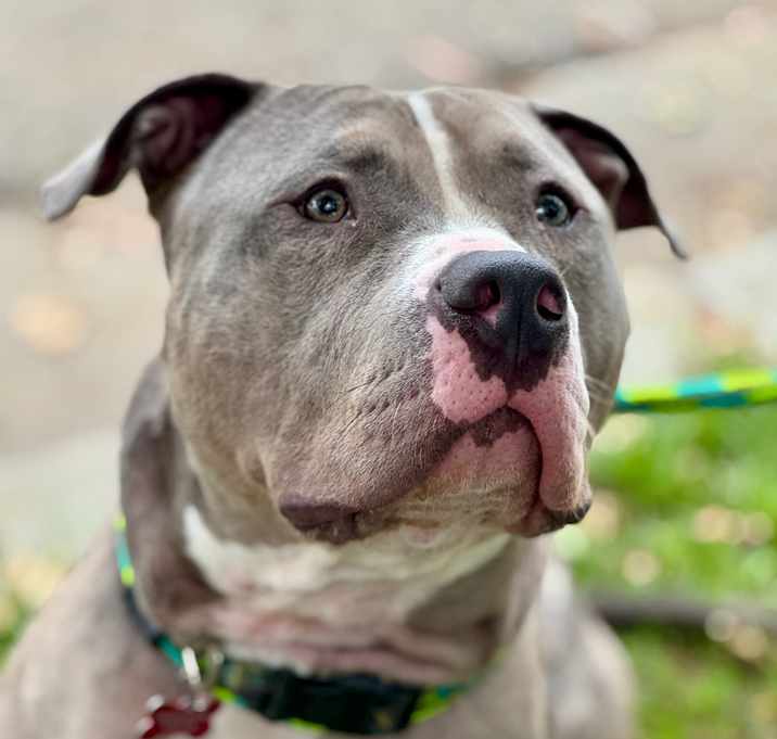 Photo of Goliath (0C000-525)-Chino Hills Location