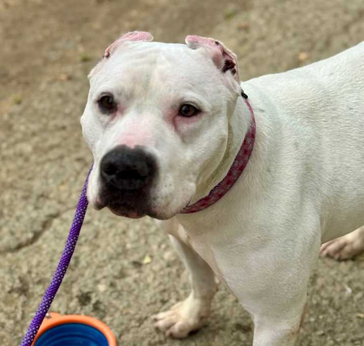 Photo of Athena(C000-090) -*By Appointment*City of Industry Location