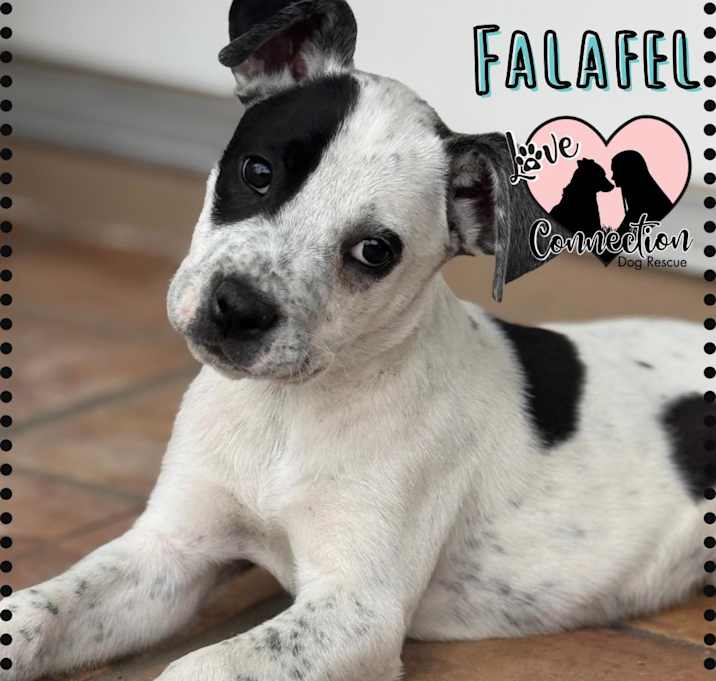 Photo of Falafel
