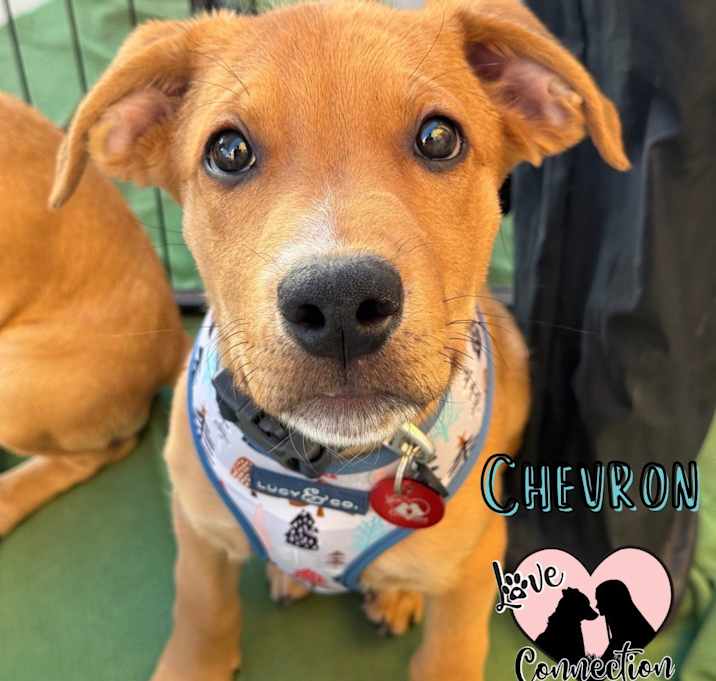 Photo of Chevron