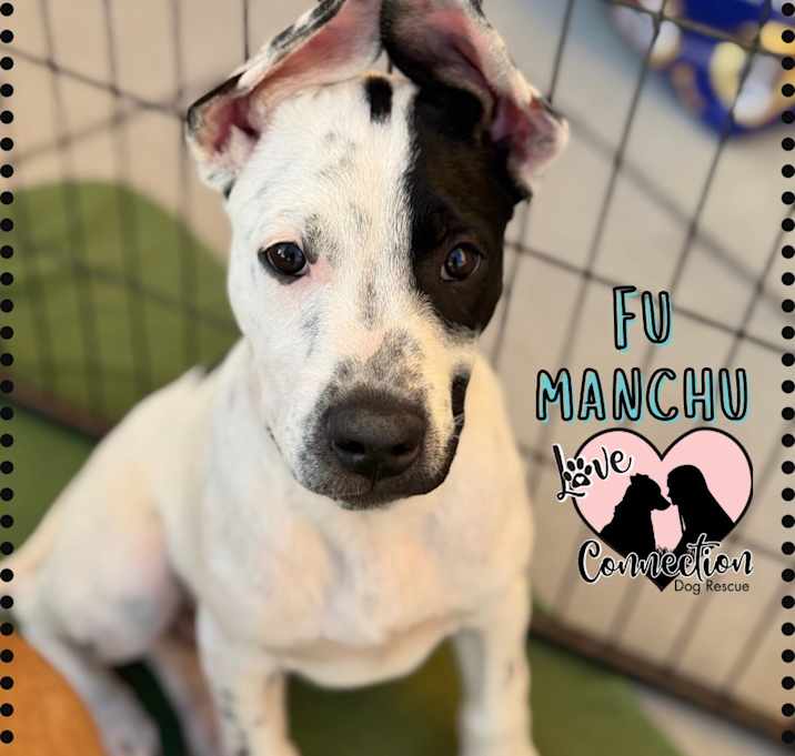 Photo of Fu Manchu