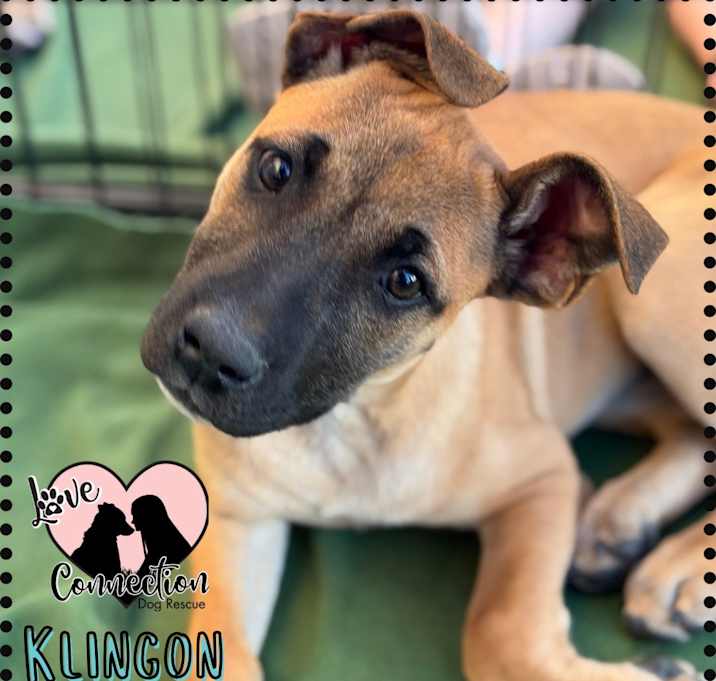 Photo of Klingon