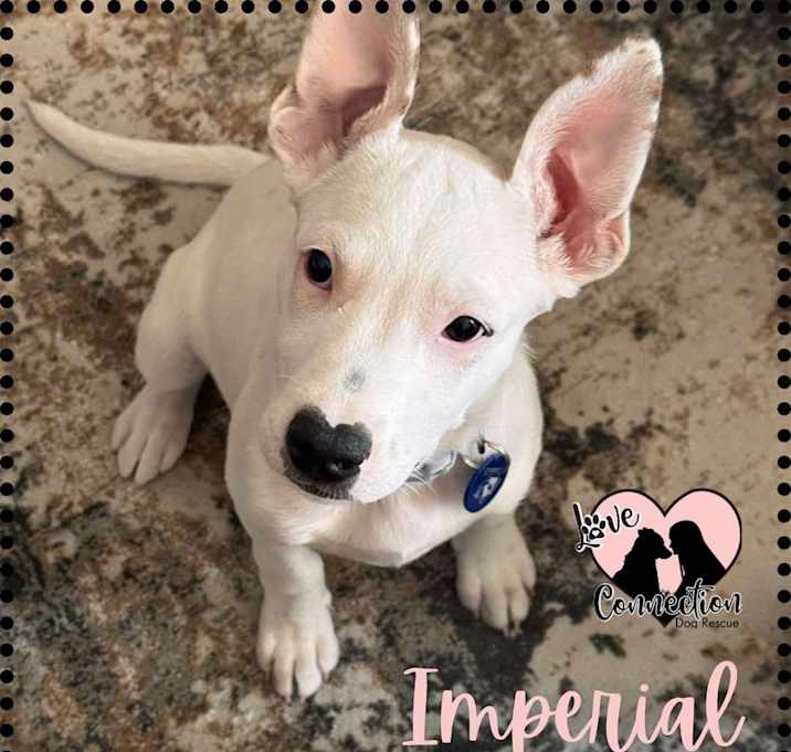 Photo of Imperial
