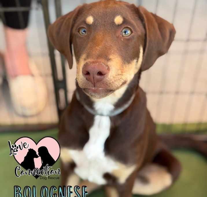 Photo of Bolognese