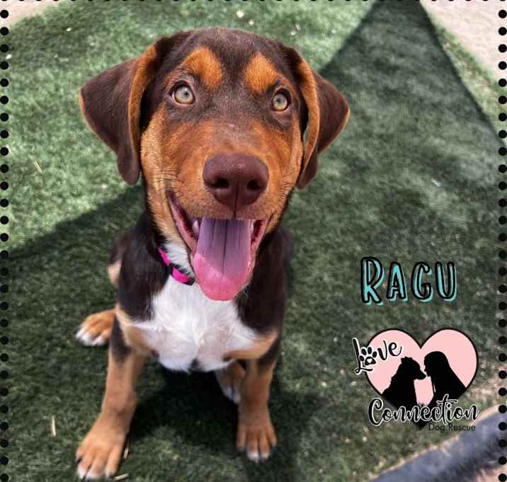 Photo of Ragu