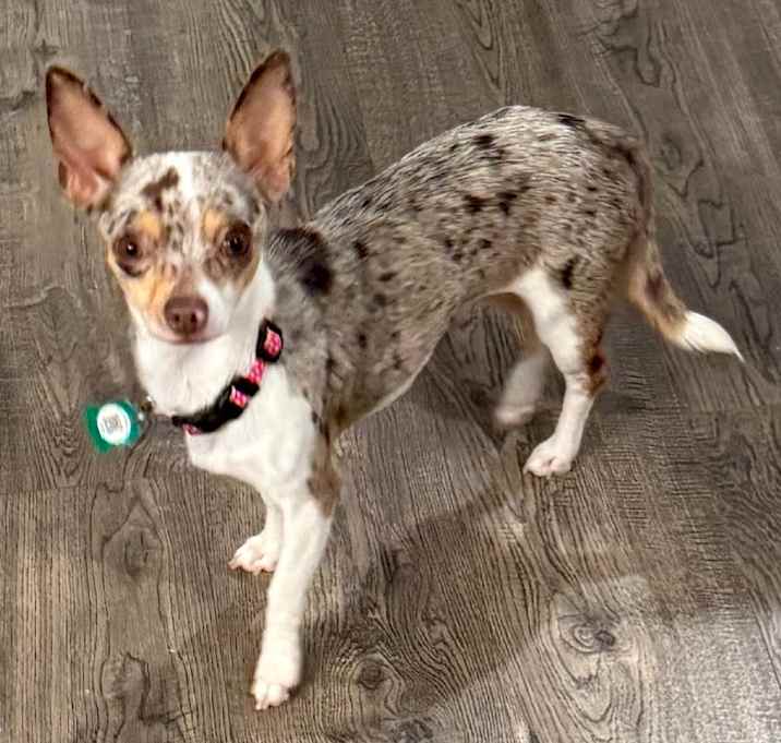Photo of Lacy (Dallas)