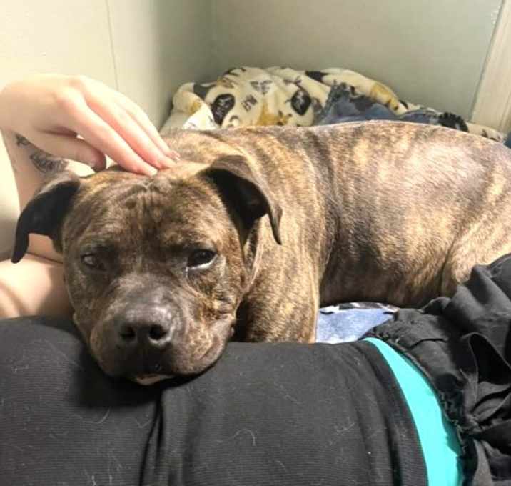 Photo of Bruiser