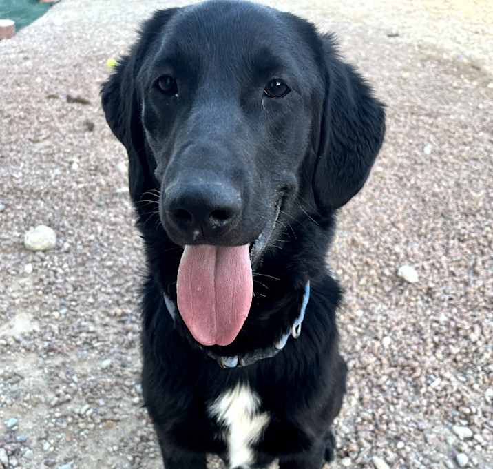 Photo of Huxley