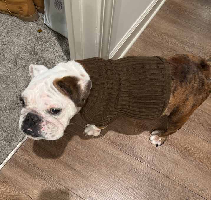 Photo of Sadie