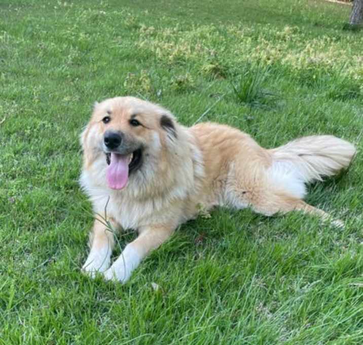 Photo of Layla