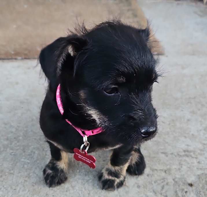 Photo of Belle 