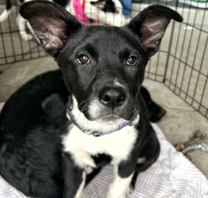 Photo of Gromit