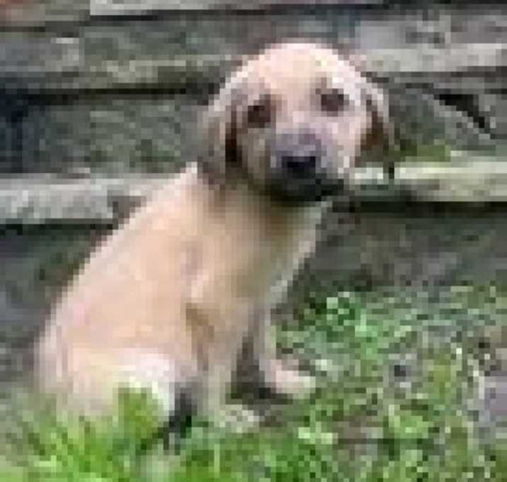 Photo of Tori's Litter Diego