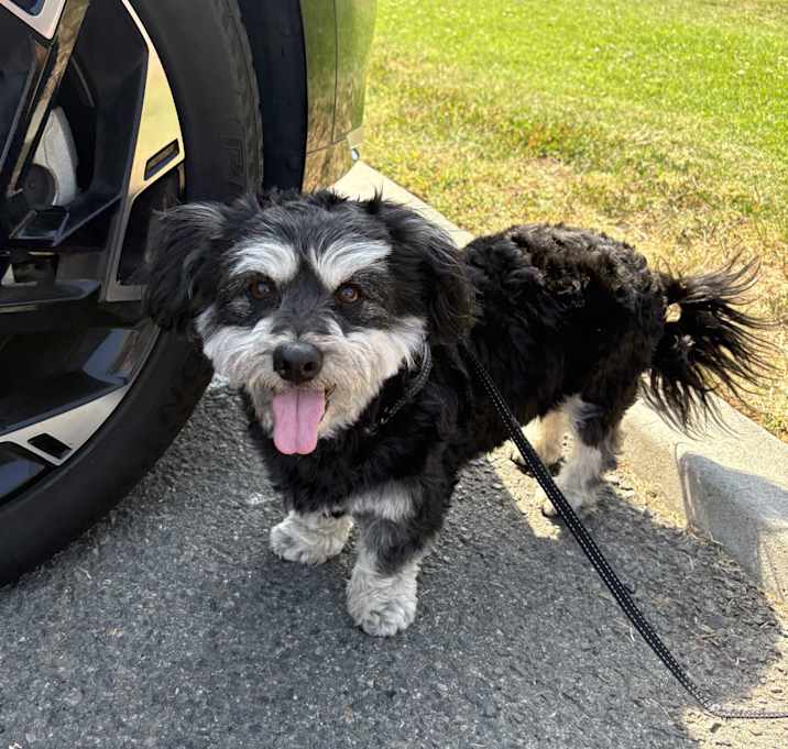 Photo of Ozzie
