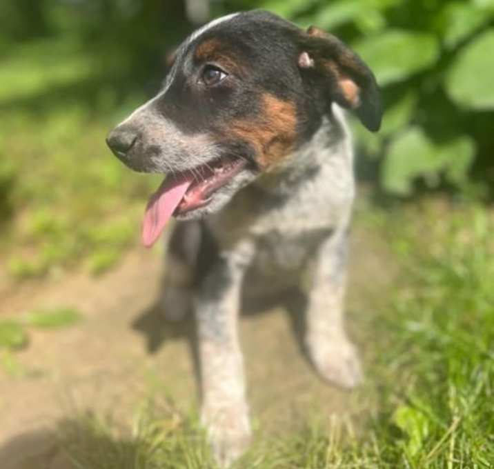 Photo of Tori's Litter Houston