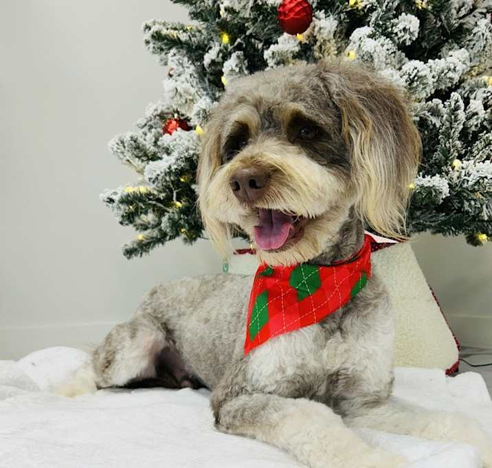 Photo of Oliver