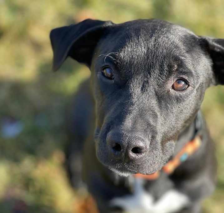 Photo of Zorro