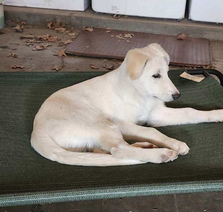 Photo of Sissy (Polar)